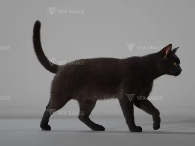 Black Cat Animation - VFX Grace 3D model
