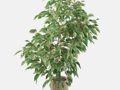 Ficus benjamina in wooden pot 3D model