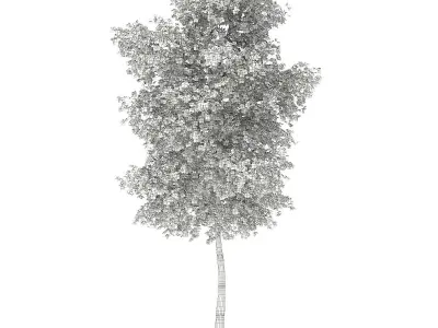 Silver Birch Betula pendula 14m 2 3D model