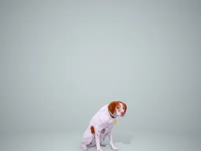 Dog Sitting Still Dog0004-HD2-P01-S 3D model