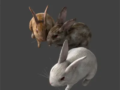 Lovely rabbit three only need friends away with binding 3D model