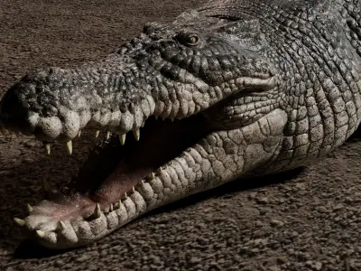 Saltwater Crocodile Animated  Low-poly 3D model