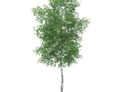 Silver Birch Betula pendula 14m 2 3D model