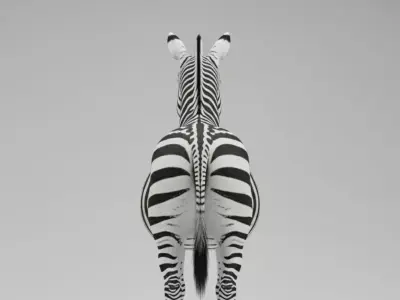A Majestic Zebra 3D model