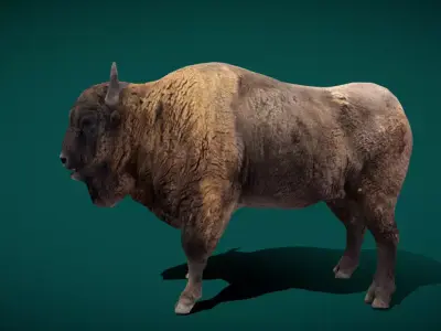 European Bison Male 3D model