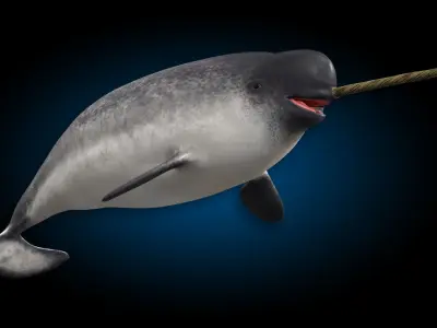 Narwhal 3D model