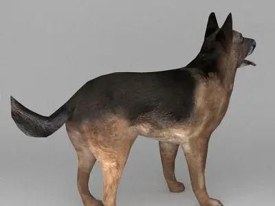 German Shepherd Low-poly 3D model