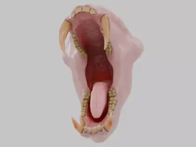 Monkey Mandrill Teeth Low-poly 3D model