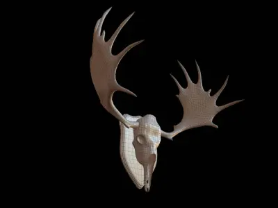 Moose Skull  Low-poly 3D model