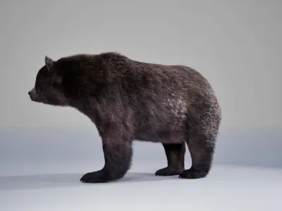 Bear Rig UNREAL project   Maya base rig 3D model