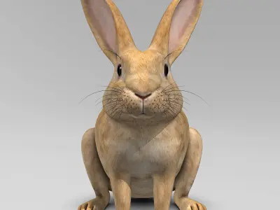 Rabbit - Brown 3D model