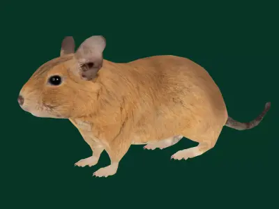 Common Degu Rat Rodents Low-poly 3D model