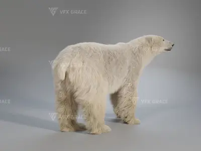 Polar Bear Animation 3D model