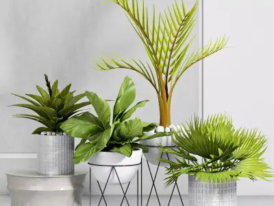 Decorative plant set-24 3D model