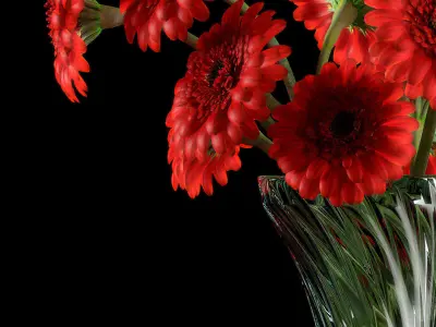 RED GERBERA 3D model