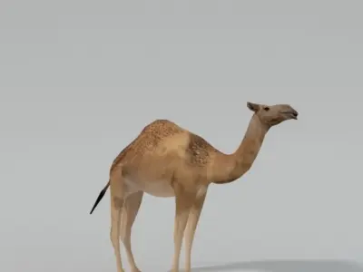 Camel Low-poly 3D model