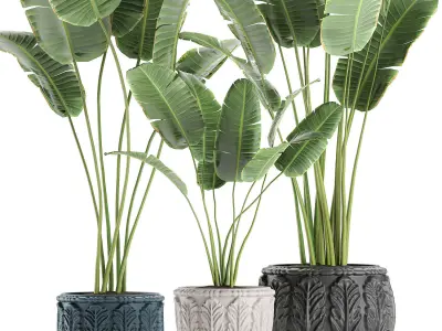 Banana palms in classic flowerpot for the interior 593 3D model
