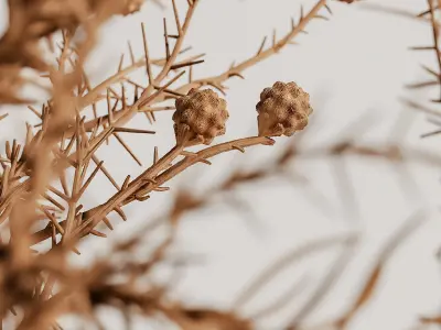 plants bouquet vase 42 3D model