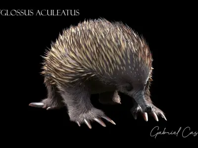 Tachyglossus aculeatus Static 3D model