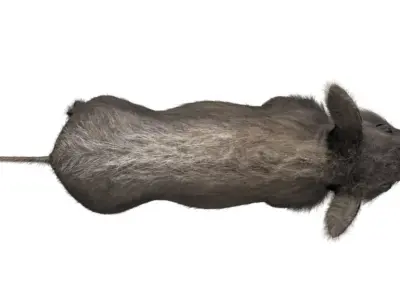 Warthog baby with realistic fur Low-poly 3D model