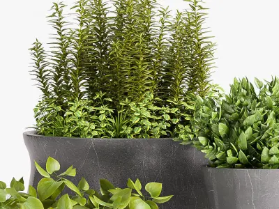 Decorative plant set-39 3D model