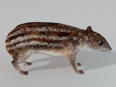 Mountain Paca - Guagua Low-poly 3D model