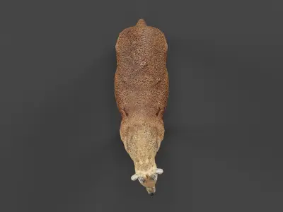 Klipspringer Small Antelope Low-poly 3D model