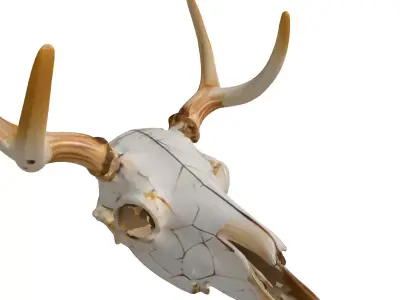 Realistic Aged Deer Skull with Antlers Low-poly 3D model