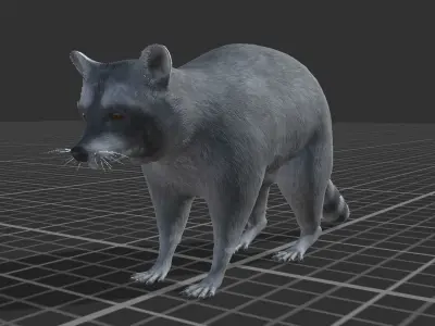Raccoon Low-poly 3D model