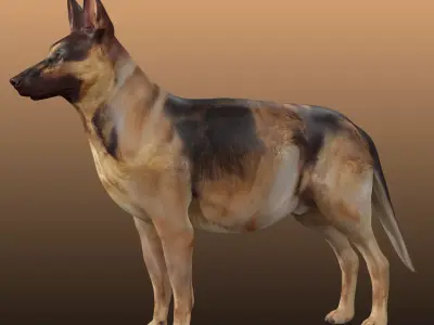 German Shepherd Rig 3D model