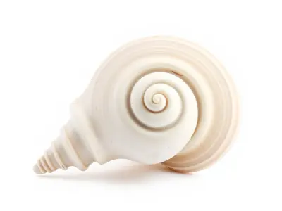 Spiral Seashell Natural Design model pack Low-poly 3D model