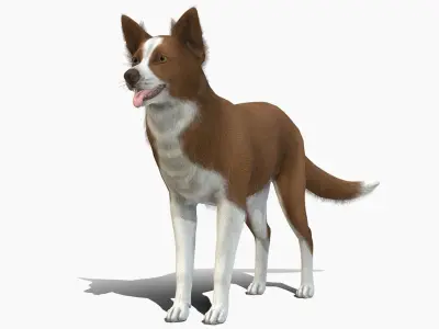 Dog - Border Collie Low-poly 3D model