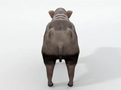 Mini Pig Low-poly 3D model