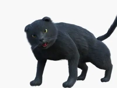 British CAT Low-poly 3D model
