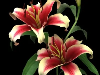 lily dark red 3D model