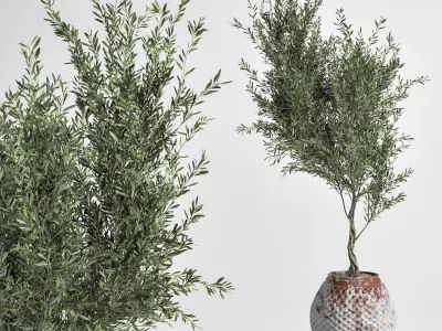Indoor Plant olive Set 03 3D model
