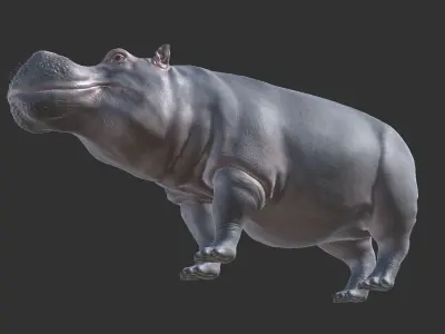 Hippopotamus Low-poly 3D model get