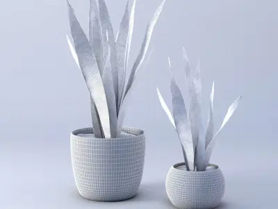 Snakeplants snake plant Free 3D model