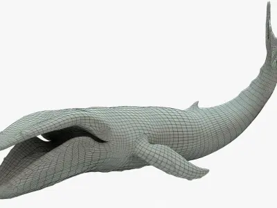 Humpback Whale Rigged Basemesh Low-poly 3D model