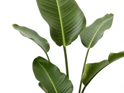 Tropical Plant Pot 3D Model Realistic Indoor Greenery Design Low-poly 3D model