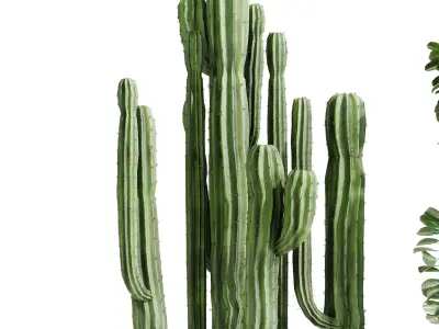 Cactus Collection in a metal pot - indoor plants 685 3D model