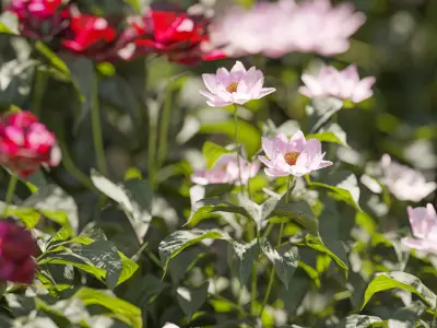 Maxtree Plant Models Vol 143 - Mesh 3D model