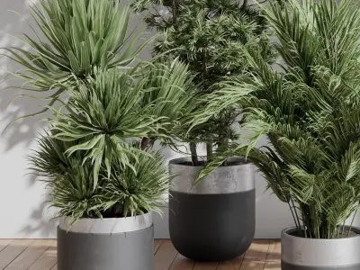 indoor plant set 403 palm bamboo ficus lyrata concrete vases  Low-poly 3D model