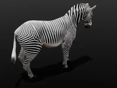 Animated Zebra 3D Model Low-poly 3D model