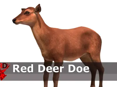 Red Deer Doe Low-poly 3D model