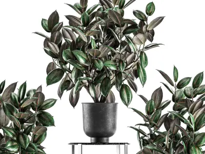 Ficus trees in a pot for the interior 847 3D model