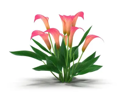 Calla Lily Pink 3D model