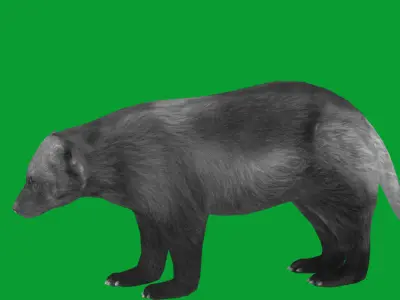 Wolverine Carcajou Low-poly 3D model