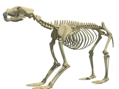 Anatomical Bear Skeleton 3D model