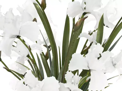 Beautiful realistic bouquet white flowers Iris vase decor 3D model